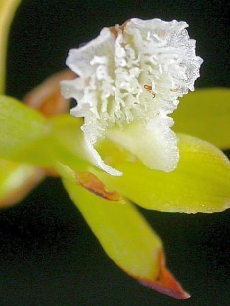 Acrolophia_capensis1-1.jpg