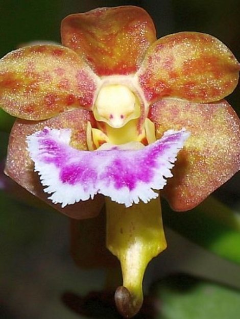 Aerides_flaellata1