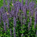 Anise_Hyssop_720x