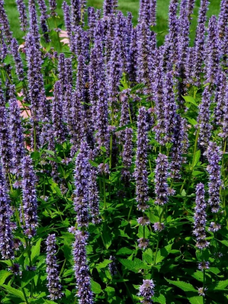 Anise_Hyssop_720x