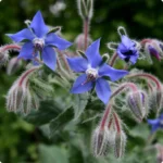 Borage_349b840a-440d-4524-b6dc-df7af642bbb1_720x