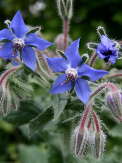 Borage_349b840a-440d-4524-b6dc-df7af642bbb1_720x