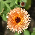 Calendula-Flashback_720x