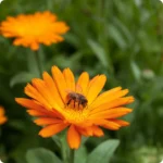 Calendula-Resina_720x