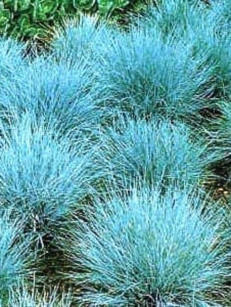 Festuca-glauca1