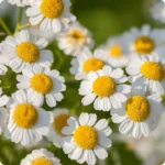 Flower-Feverfew_720x