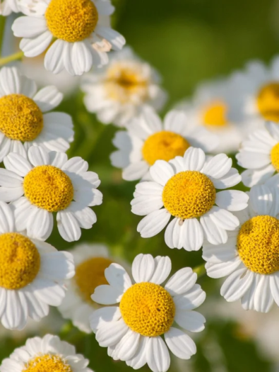 Flower-Feverfew_720x