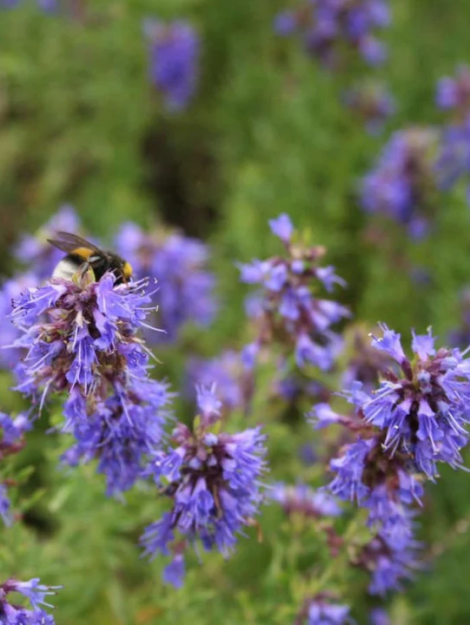 Flower-Hyssop_720x