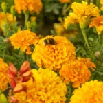 Flower-MarigoldCrackerjack_720x