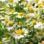 GermanChamomile_720x