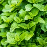 Herb-LemonBalm_720x