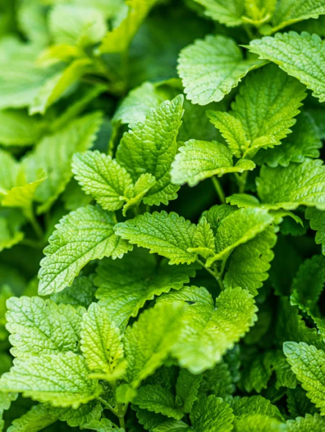 Herb-LemonBalm_720x