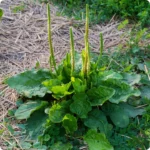 Herb-Plantain_720x