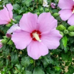 Hibiscus-RoseofSharon_720x