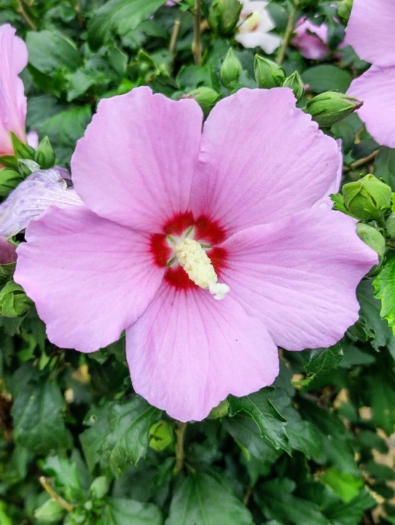 Hibiscus-RoseofSharon_720x