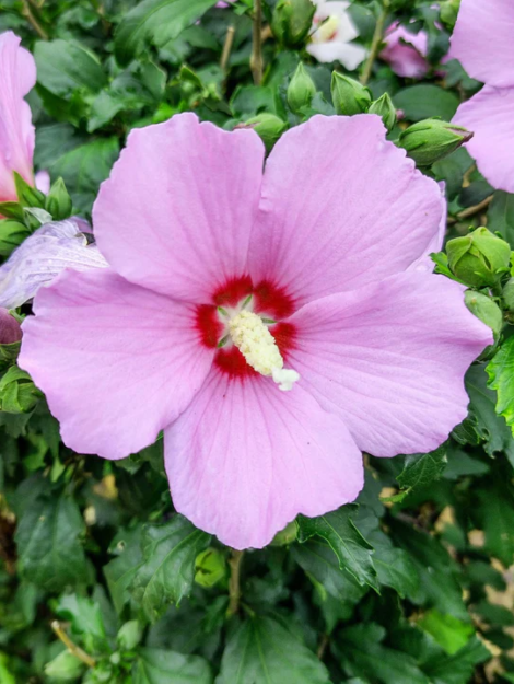 Hibiscus-RoseofSharon_720x