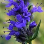 Hyssopus-officinalis-Hyssop1