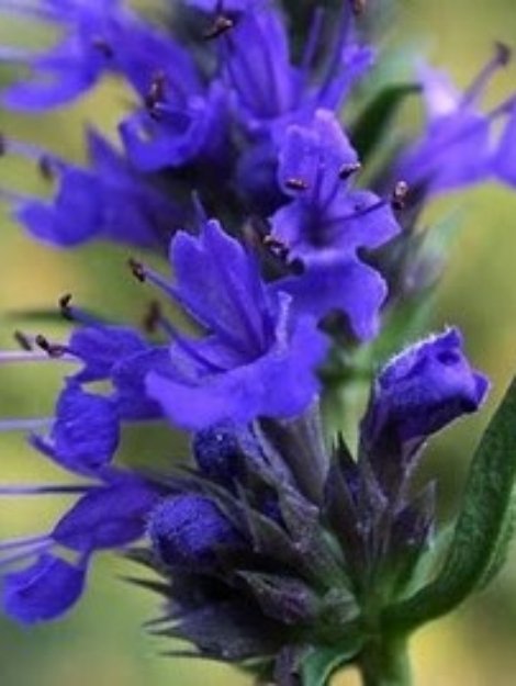 Hyssopus-officinalis-Hyssop1