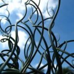 Juncus-effusus-Spiralis1