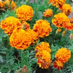 Marigold-French_720x