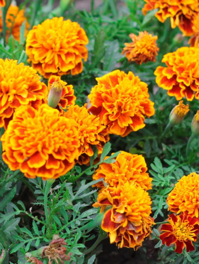 Marigold-French_720x