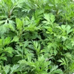 Mugwort-Artemisiavulgaris_720x