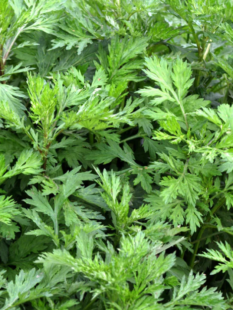 Mugwort-Artemisiavulgaris_720x