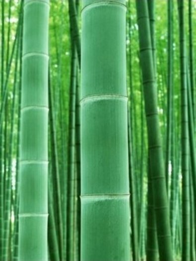 Phyllostachys-edulis-Main-Pic2