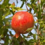 Red-Silk-Pomegranate