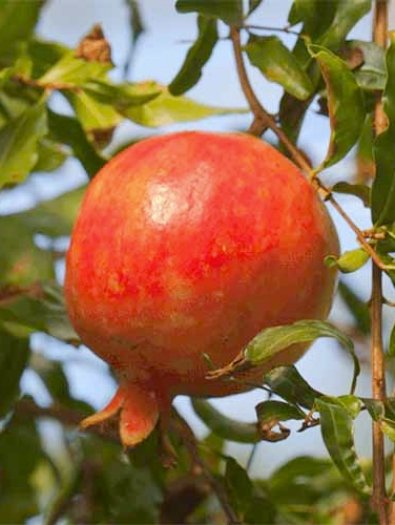 Red-Silk-Pomegranate