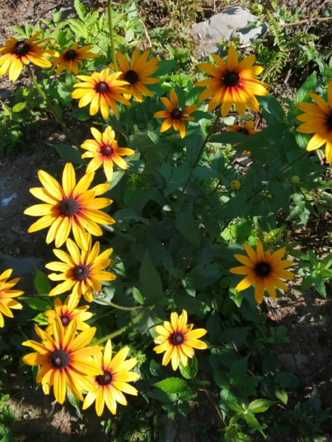 Rudbeckia_720x