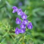 Scullcap-Scutellariabaicalensis_720x