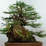 Sequoia_sempervirens1
