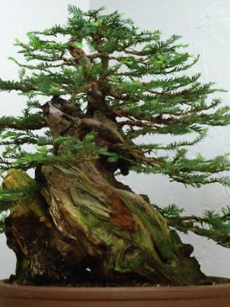 Sequoia_sempervirens1