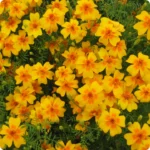 TangerineGemMarigold_720x