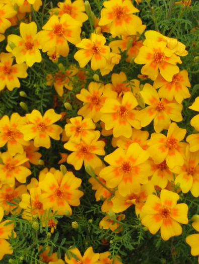 TangerineGemMarigold_720x