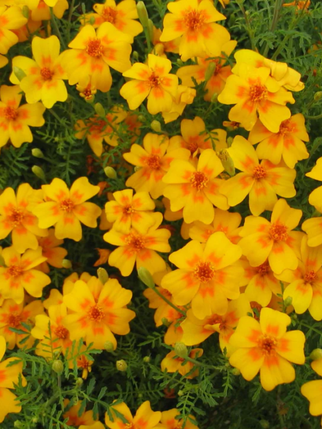 TangerineGemMarigold_720x