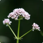 Valerian-Lubelski_720x