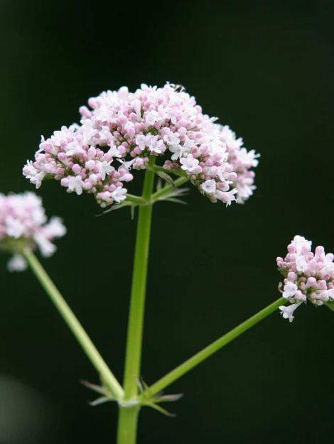 Valerian-Lubelski_720x