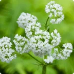 Valerian-ValerianOfficinalis_720x