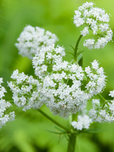 Valerian-ValerianOfficinalis_720x