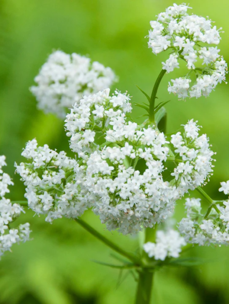 Valerian-ValerianOfficinalis_720x