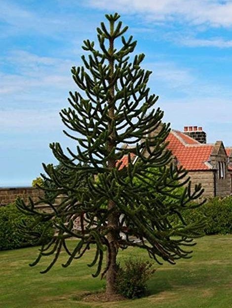 araucaria_aricauria