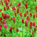 crimson_clover_720x