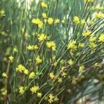 ephedra_sinica