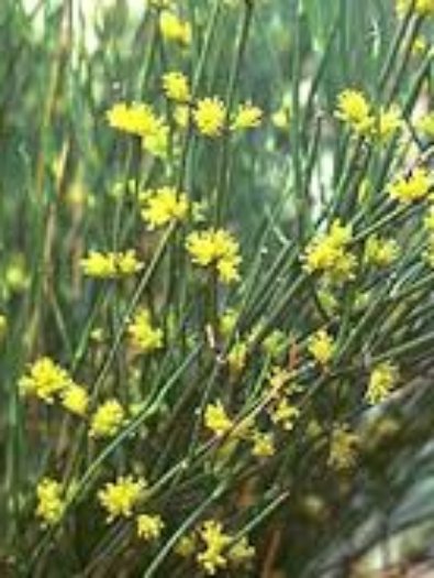 ephedra_sinica