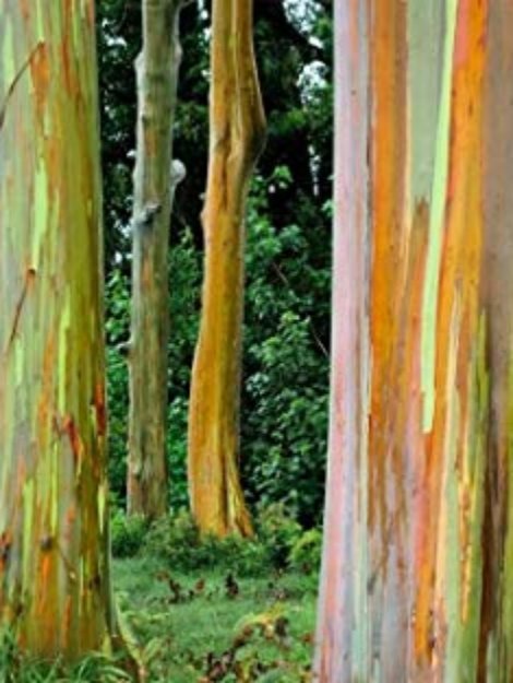 eucalyptus_deglupta_rainbow_gum_tree