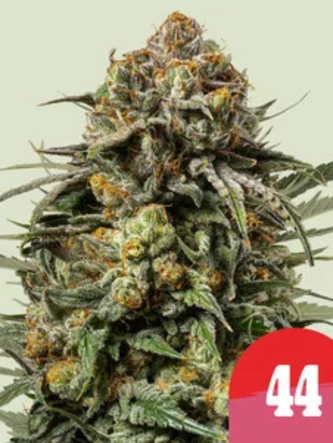 gelato-44-1.webp