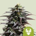 granddaddy-purple-automatic-1.jpg