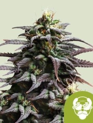 granddaddy-purple-automatic-1.jpg